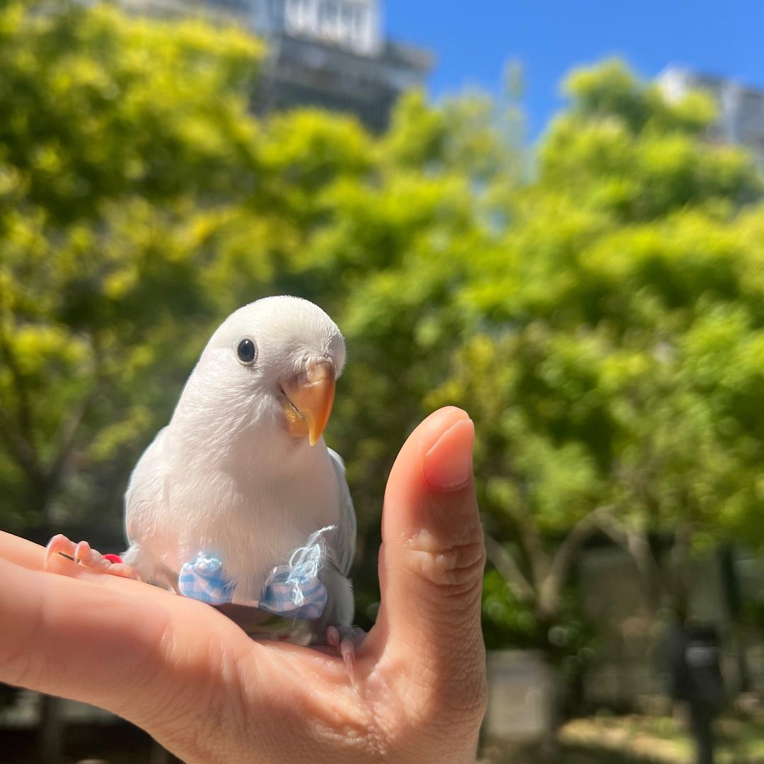 晨曦