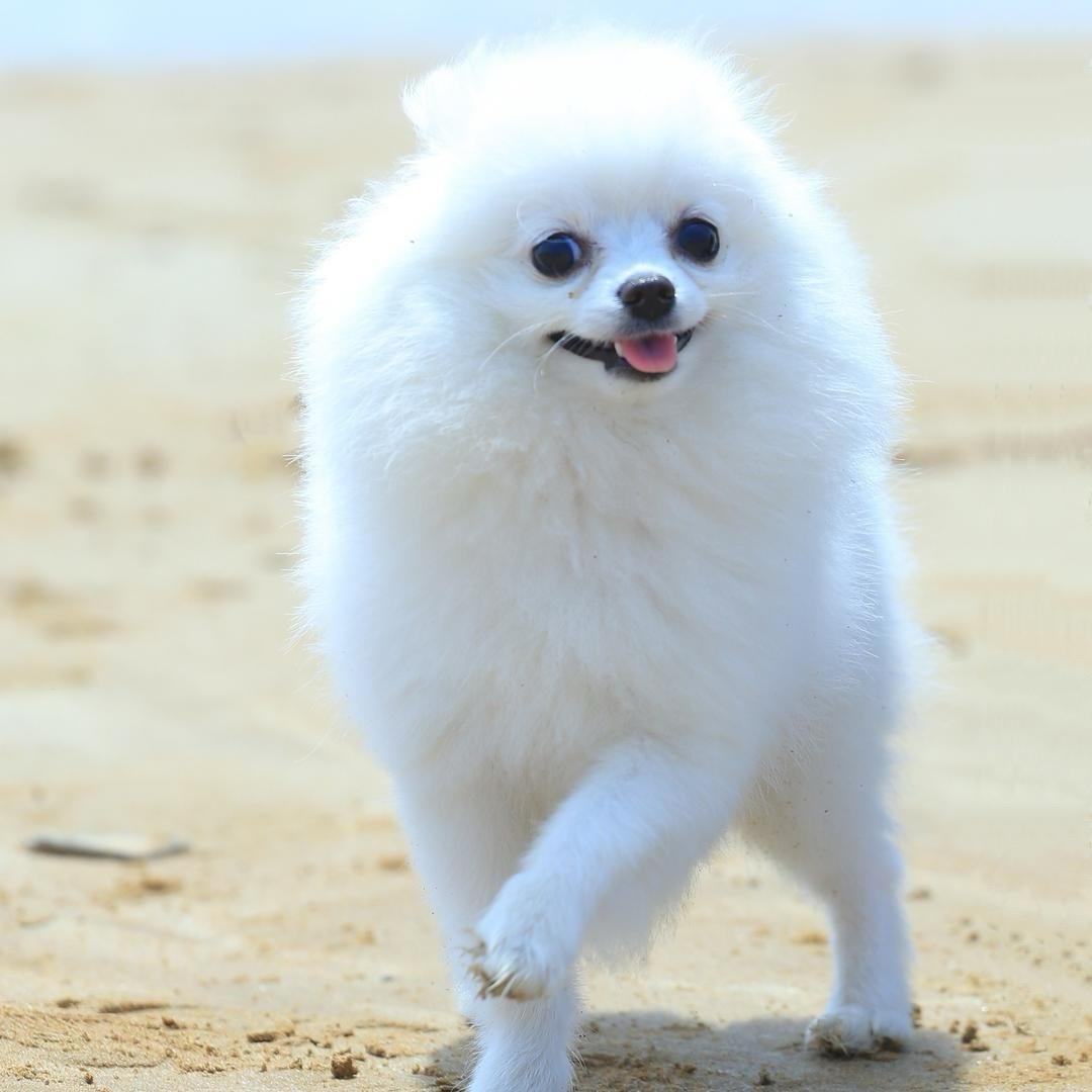 饭儿碗儿不嘟单🐱🐶