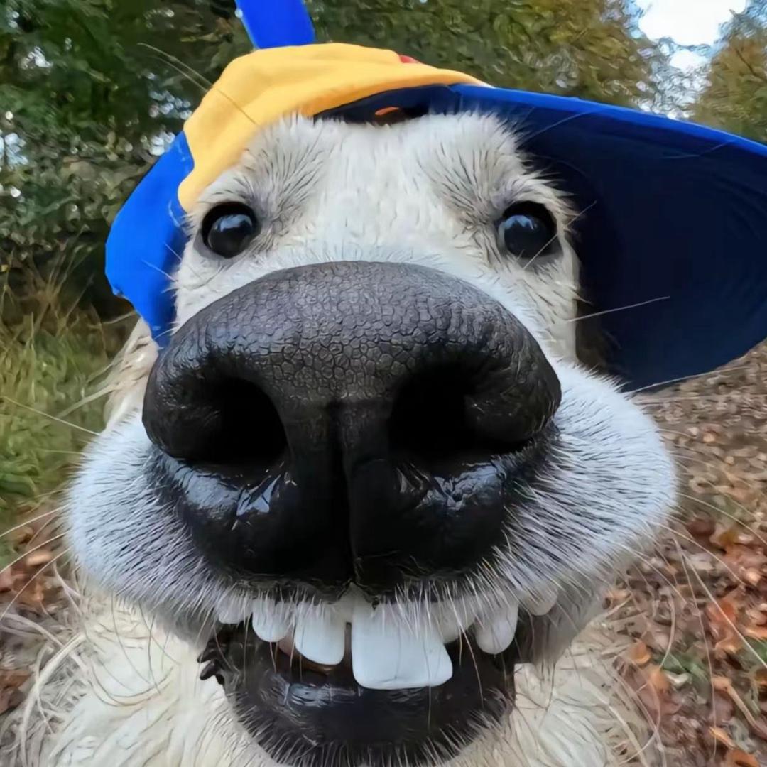 刀仔（三角洲行动）