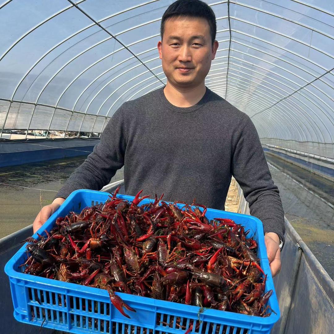 虾痴 杰杰