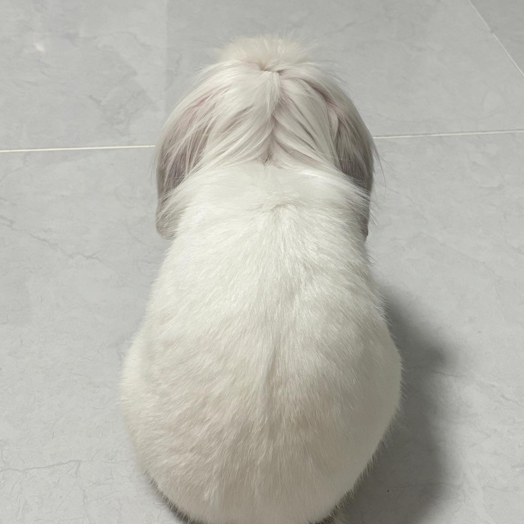 狮子王兔兔二二