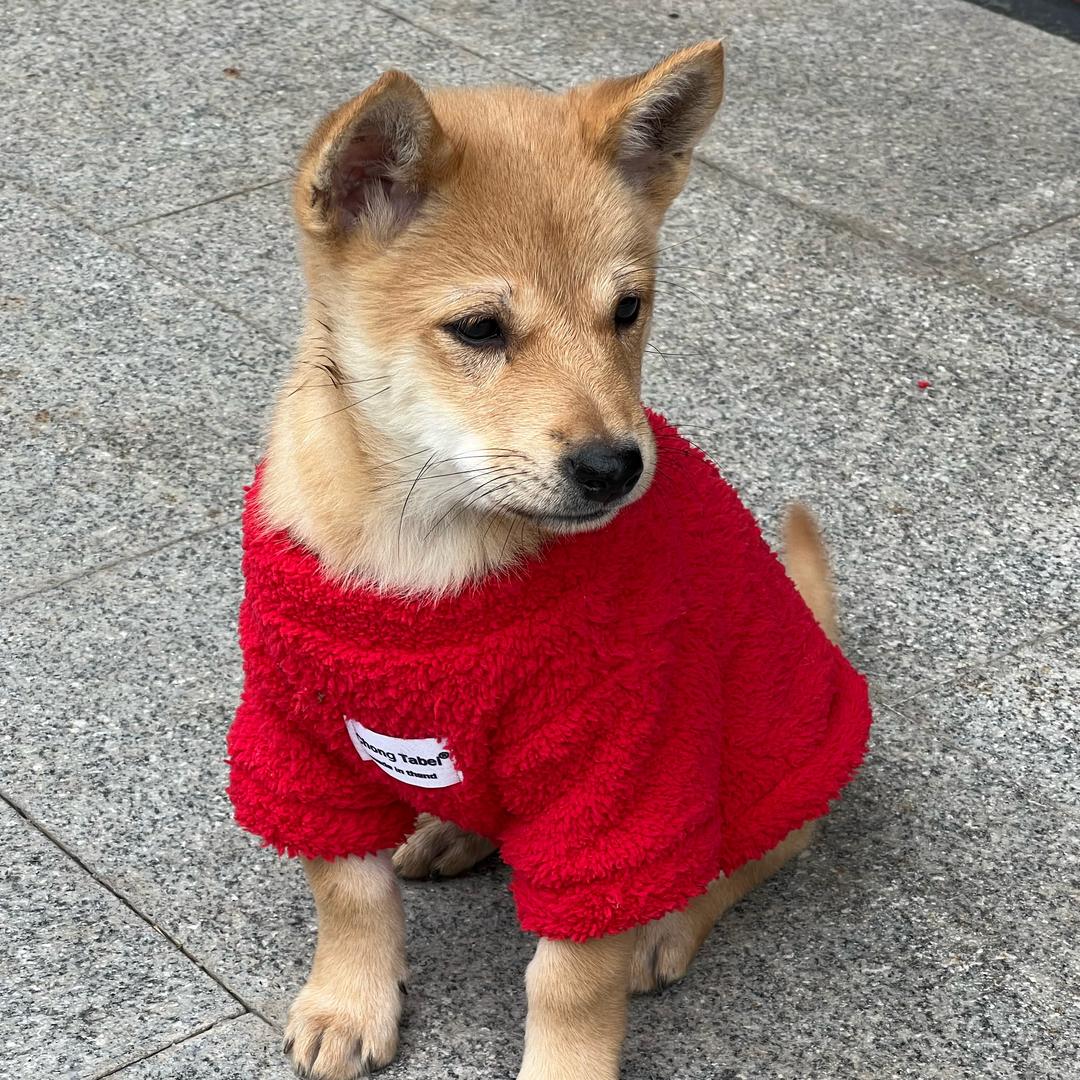 王百万🐶