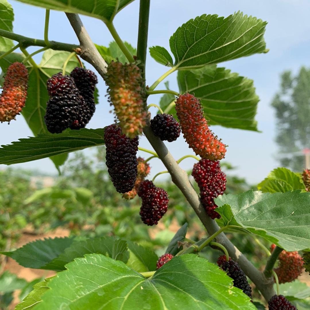 枣阳市小毛采摘园