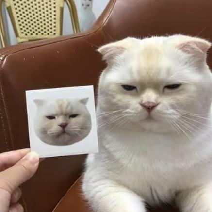 我的猫  呢