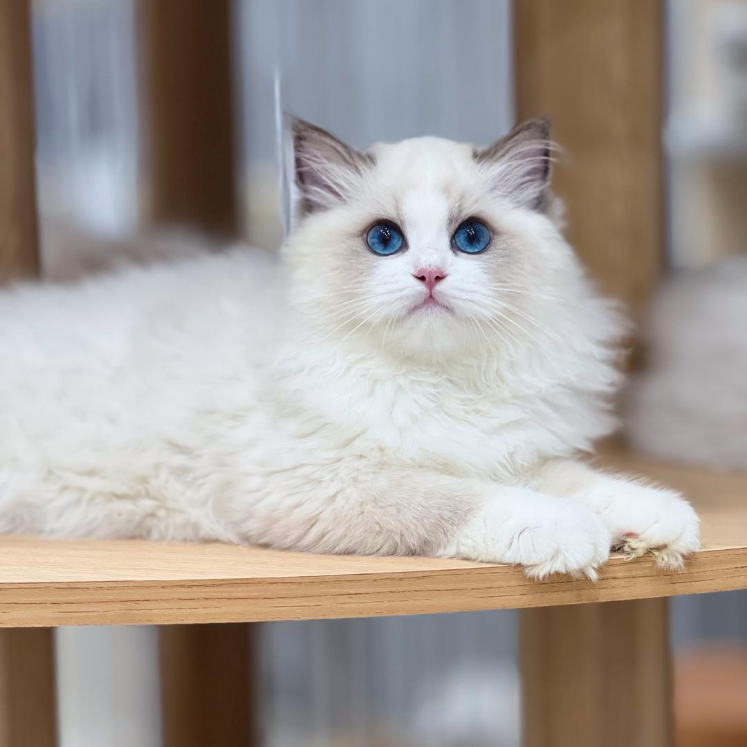 砚心布偶猫舍
