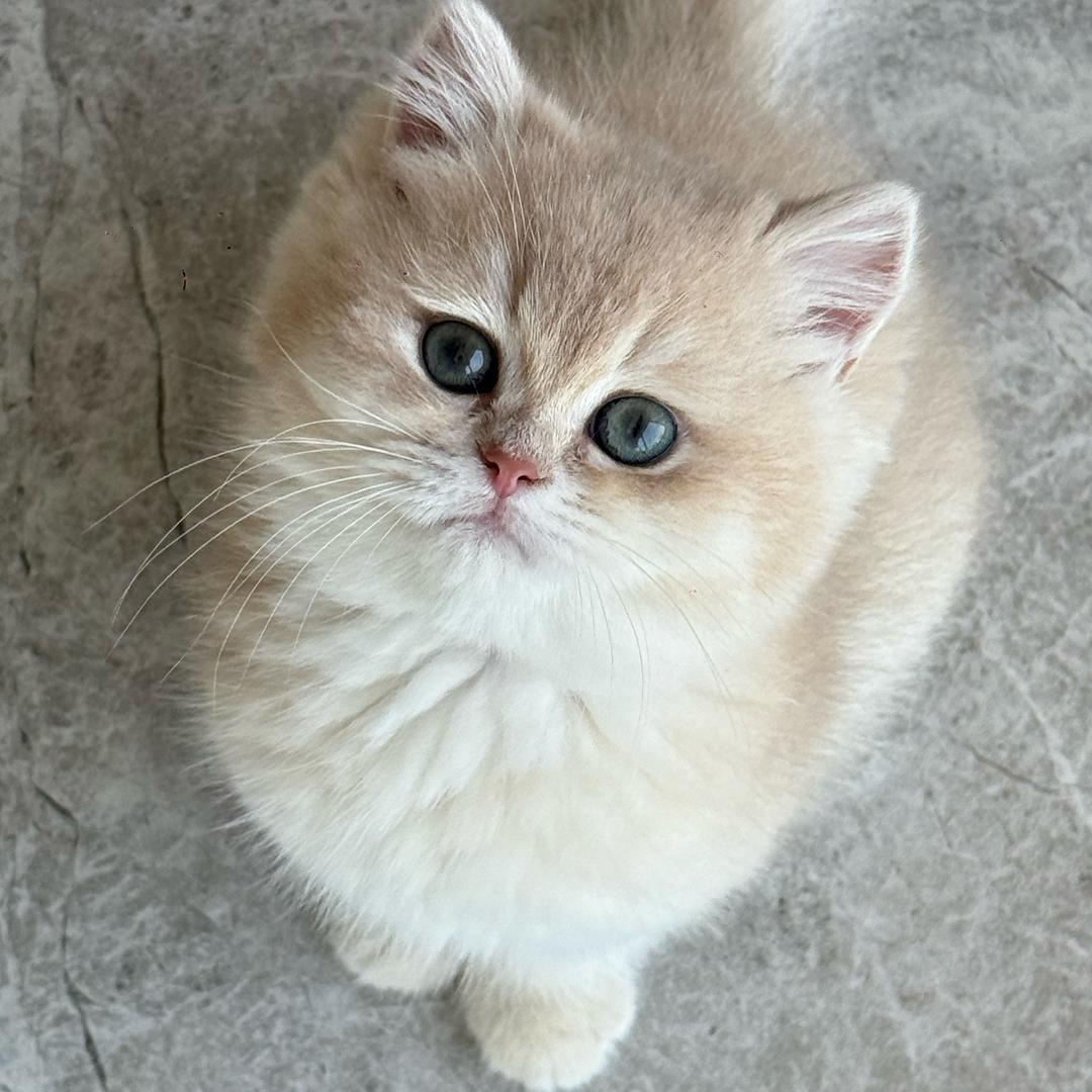 铲屎官的幸福生活