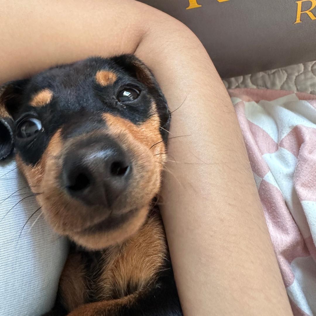 饭团是只小短腿