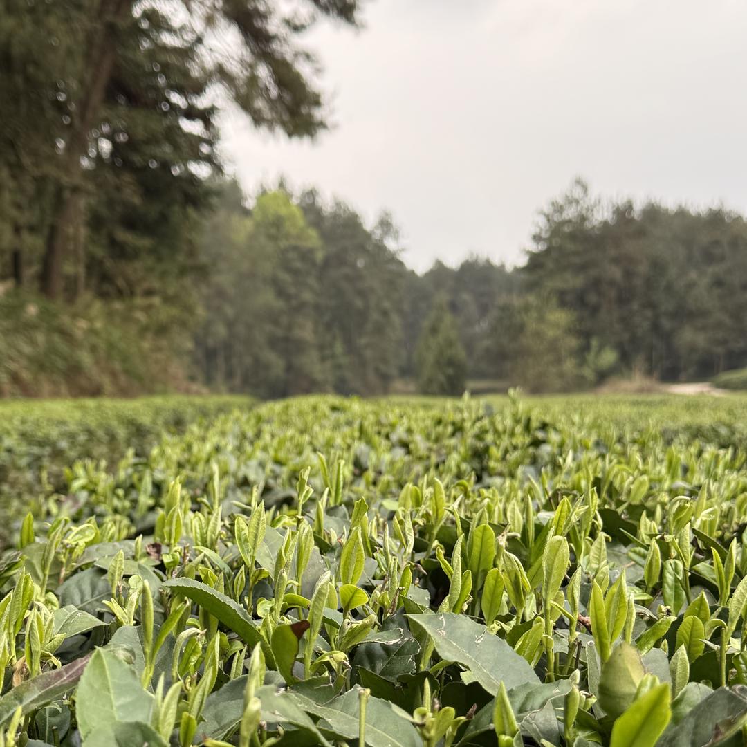 黔山雾韵茶业