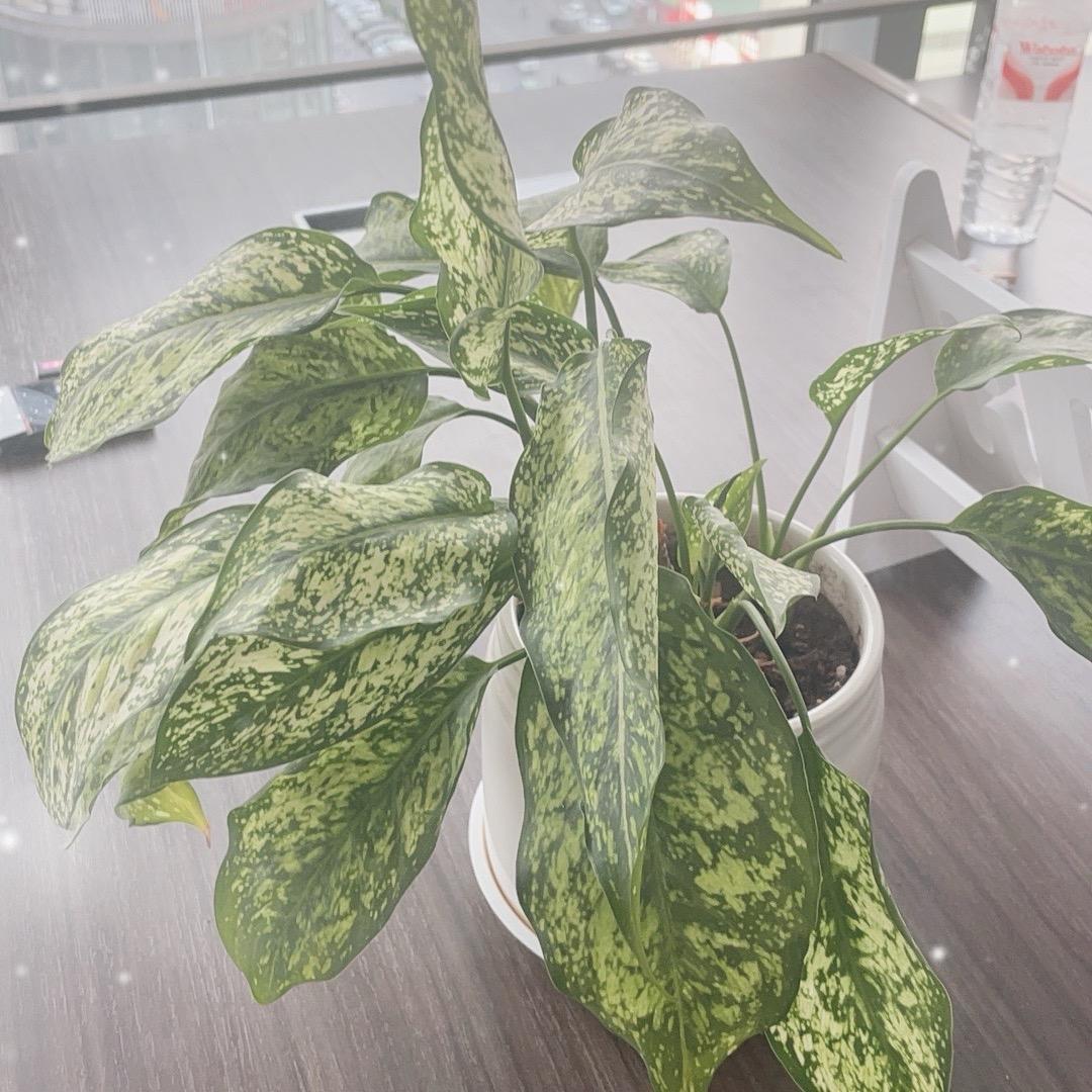 广州茛栗wryu直播号