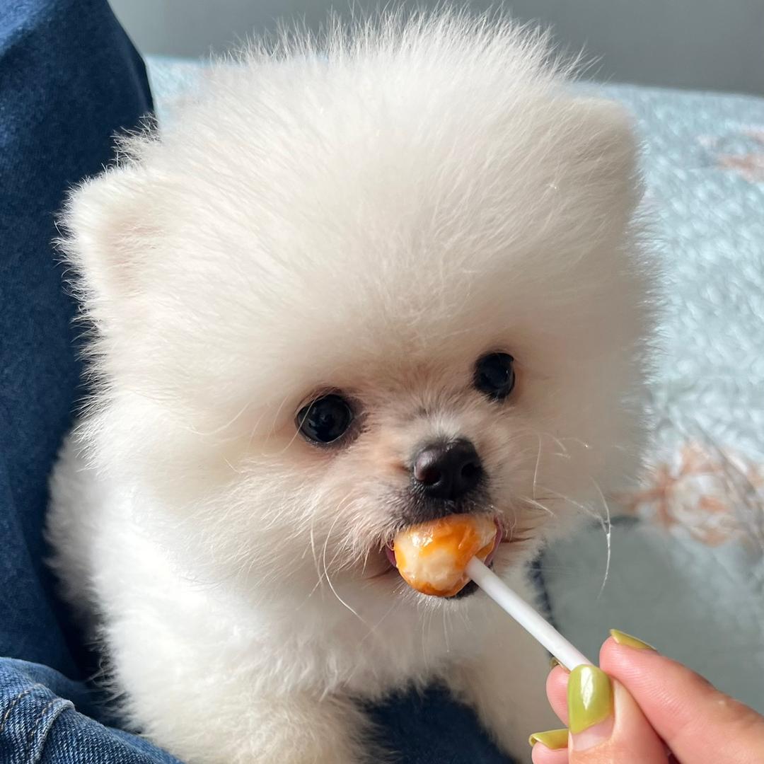 雪团儿