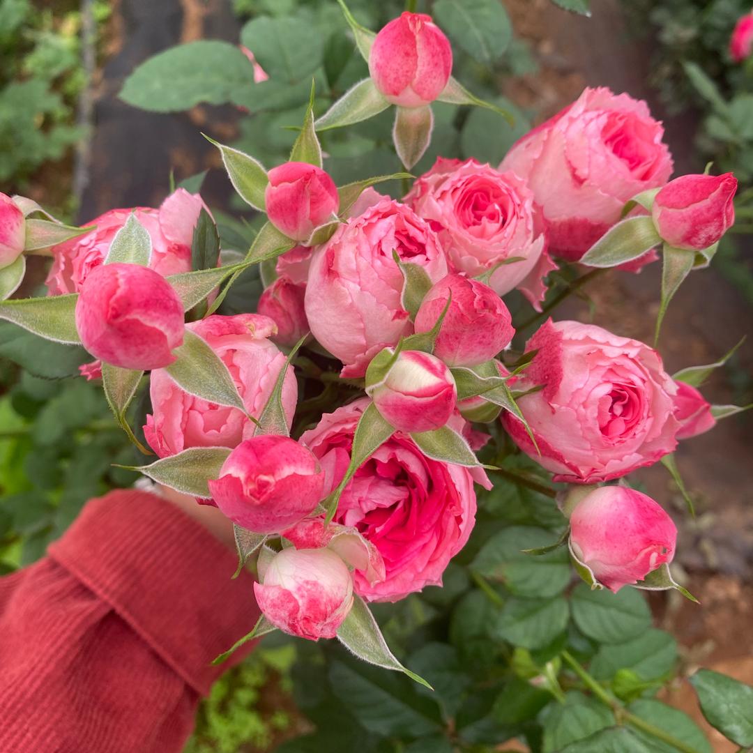 青云花卉 小娜🌱