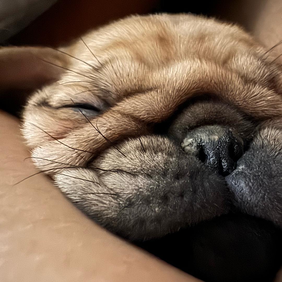小可爱🐶