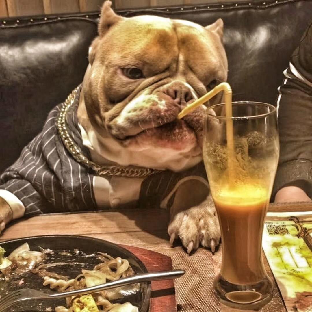 恶霸犬三哥的幸福故事