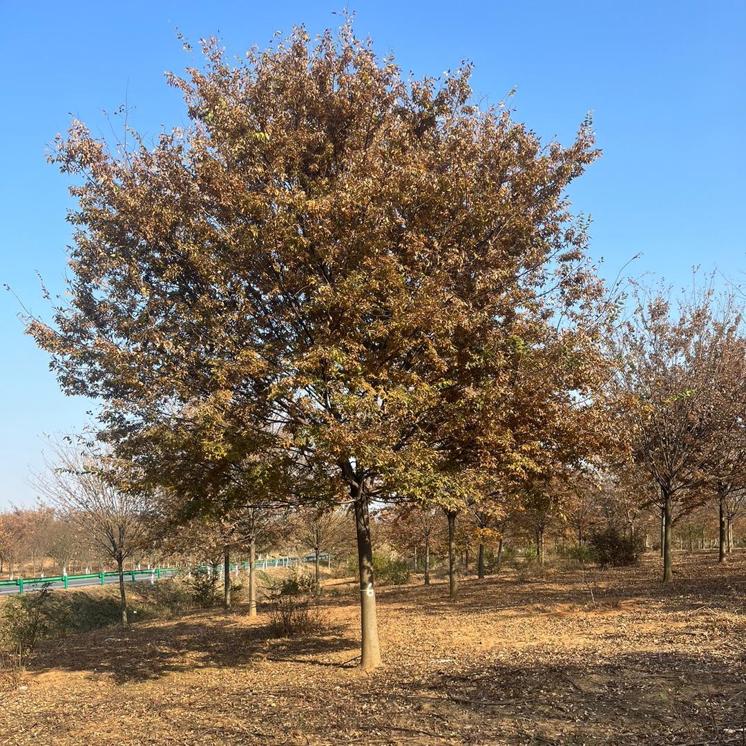 赵师傅卖榉树