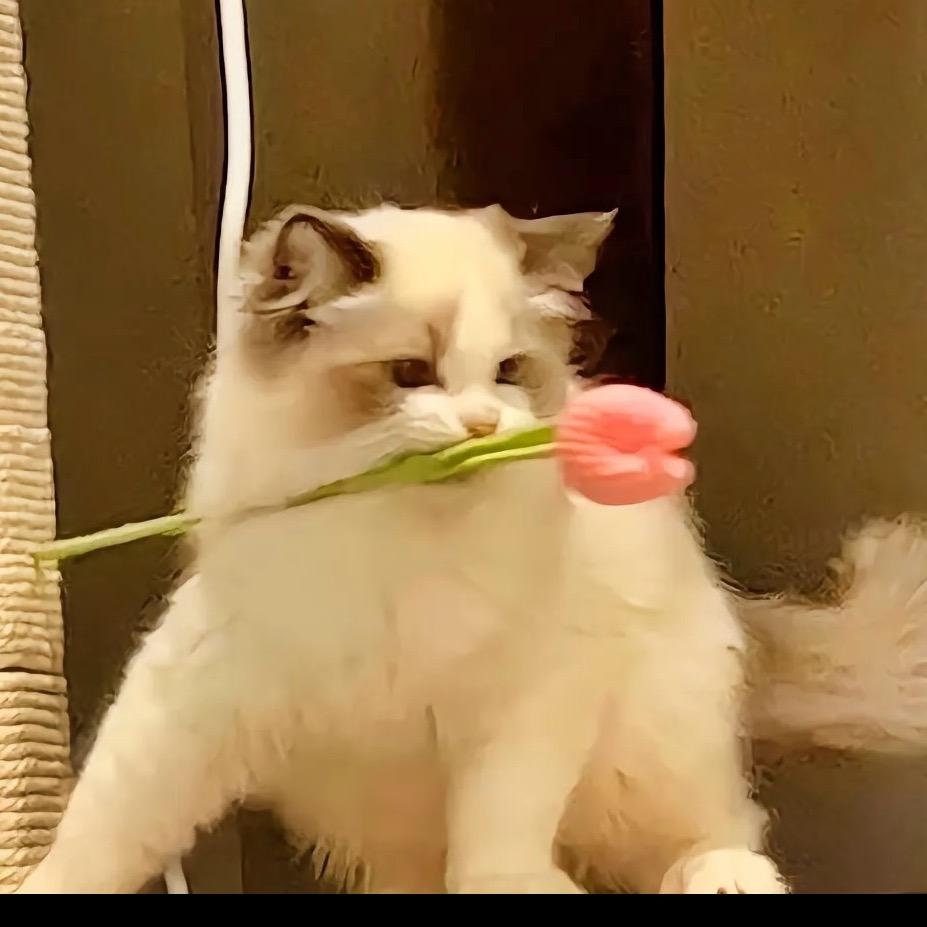 芹菜⌯>ᴗo⌯ಣ