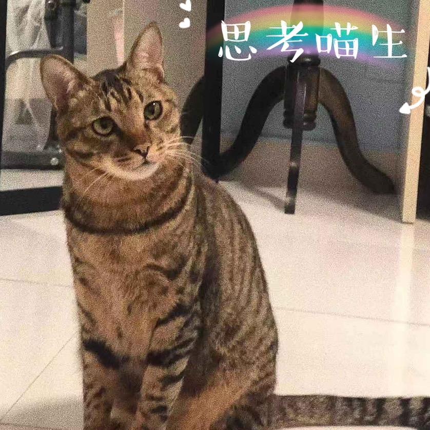 米诺🐱