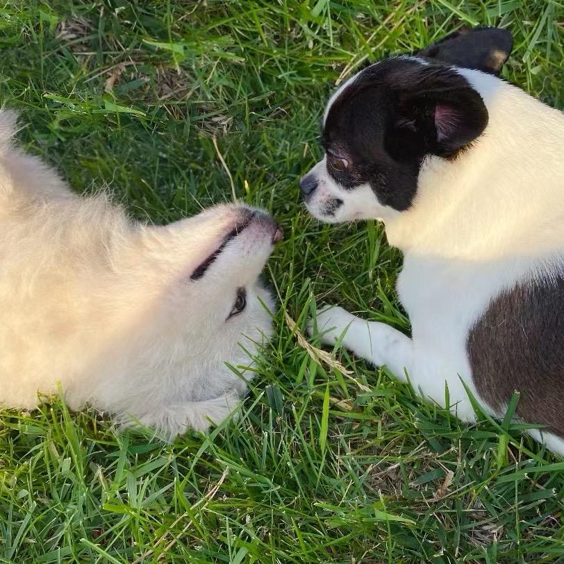 狗东西🐶