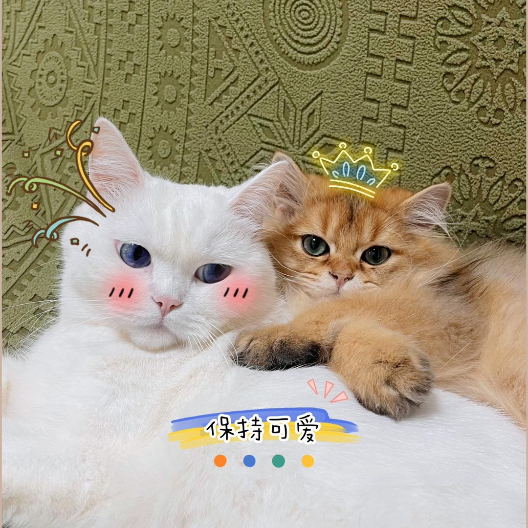 胖雪五花肉
