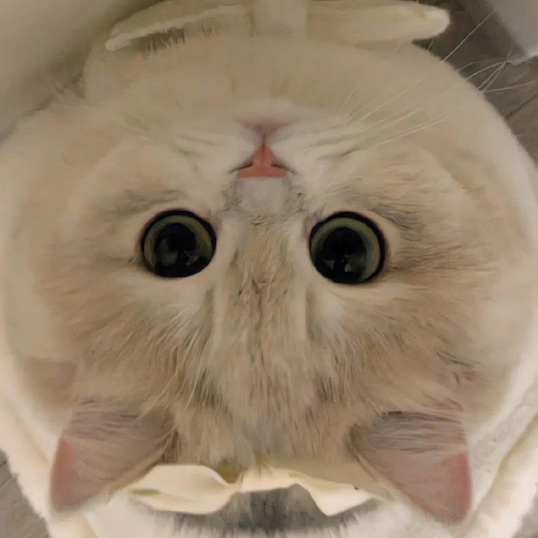 艺尘🐯