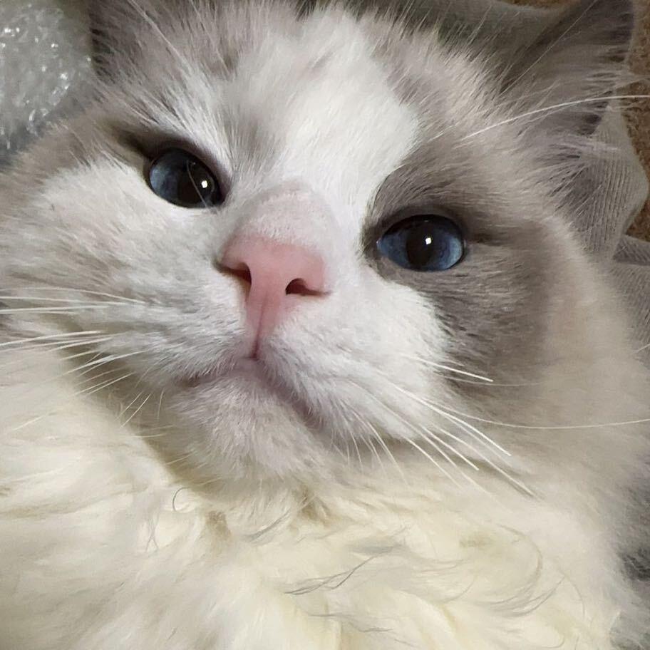 珍珠翡翠白玉汤