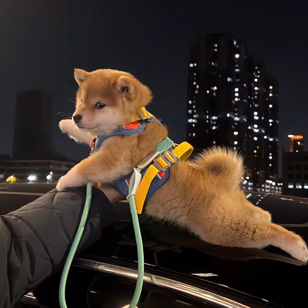 十三影视