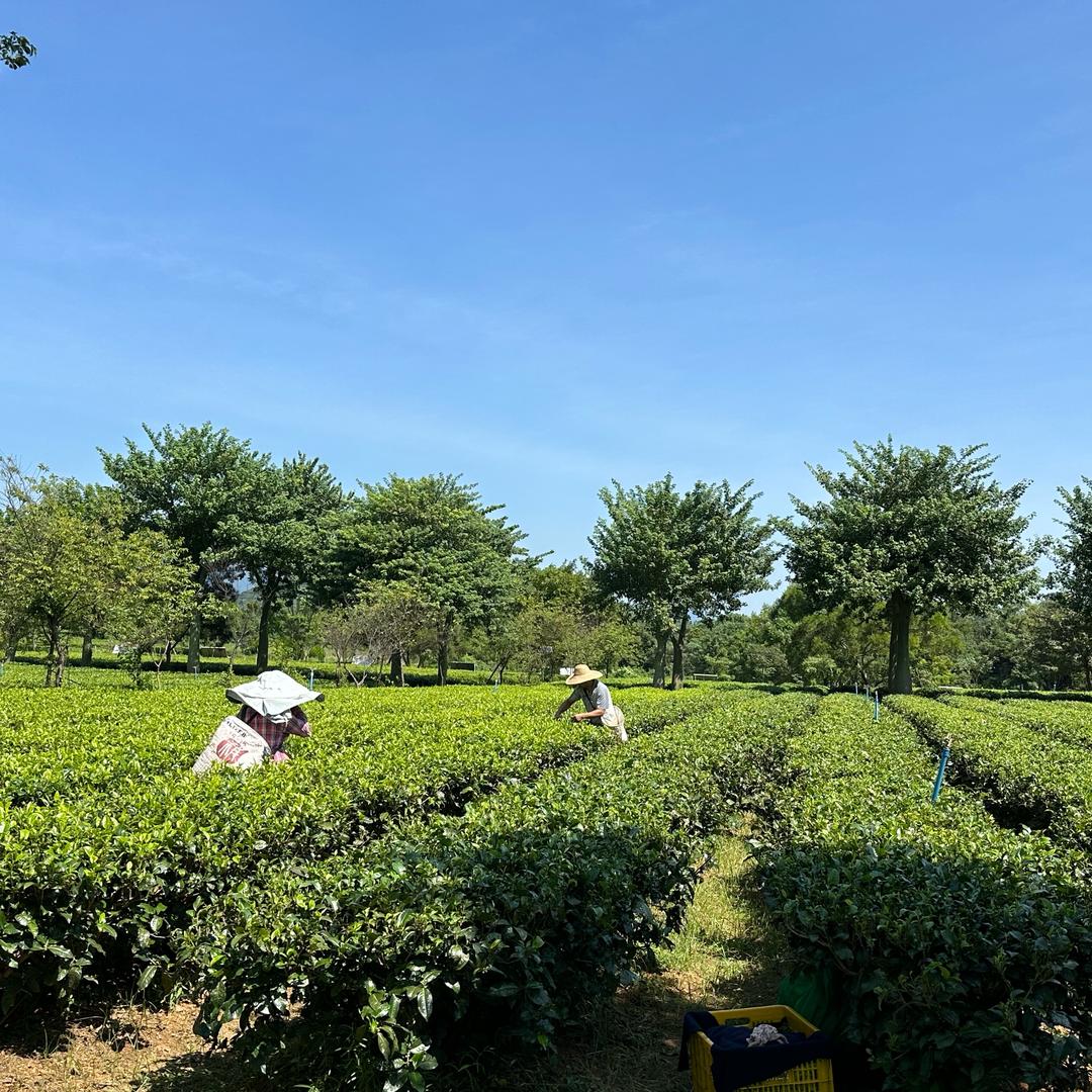 凤庆千亩古树茶园直销