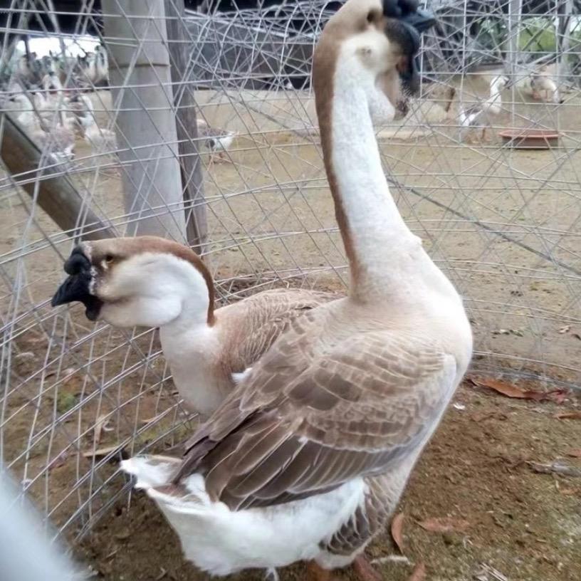 特特狮头鹅养殖场