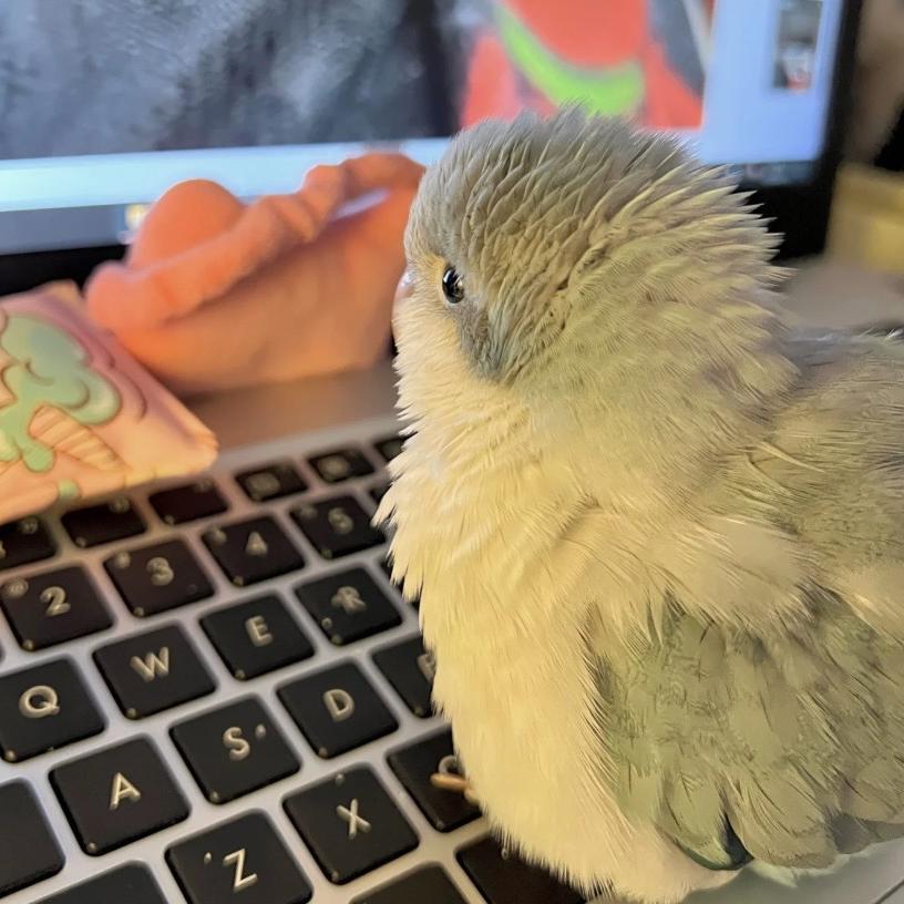 王垚垚手养鹦鹉