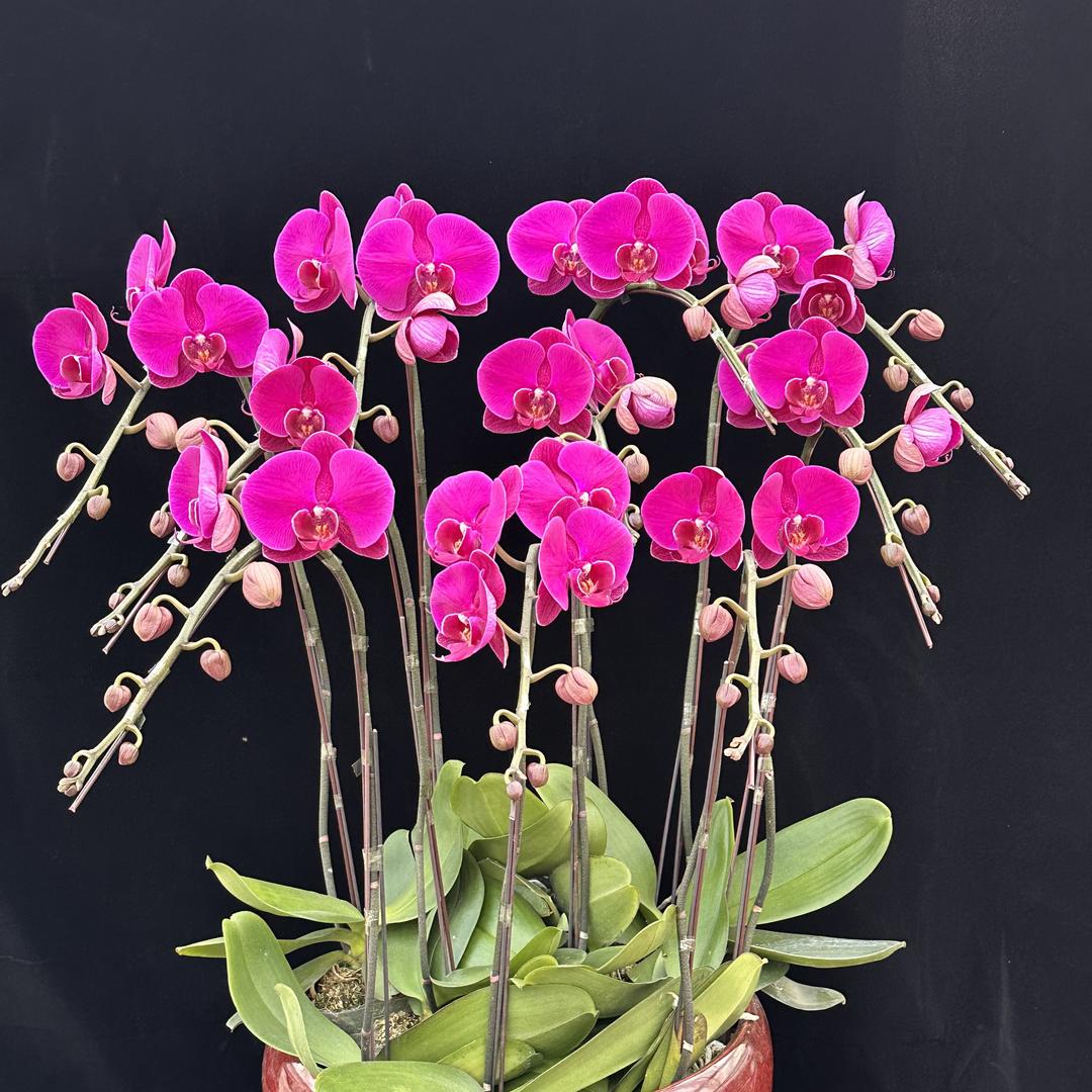 花仙子农场