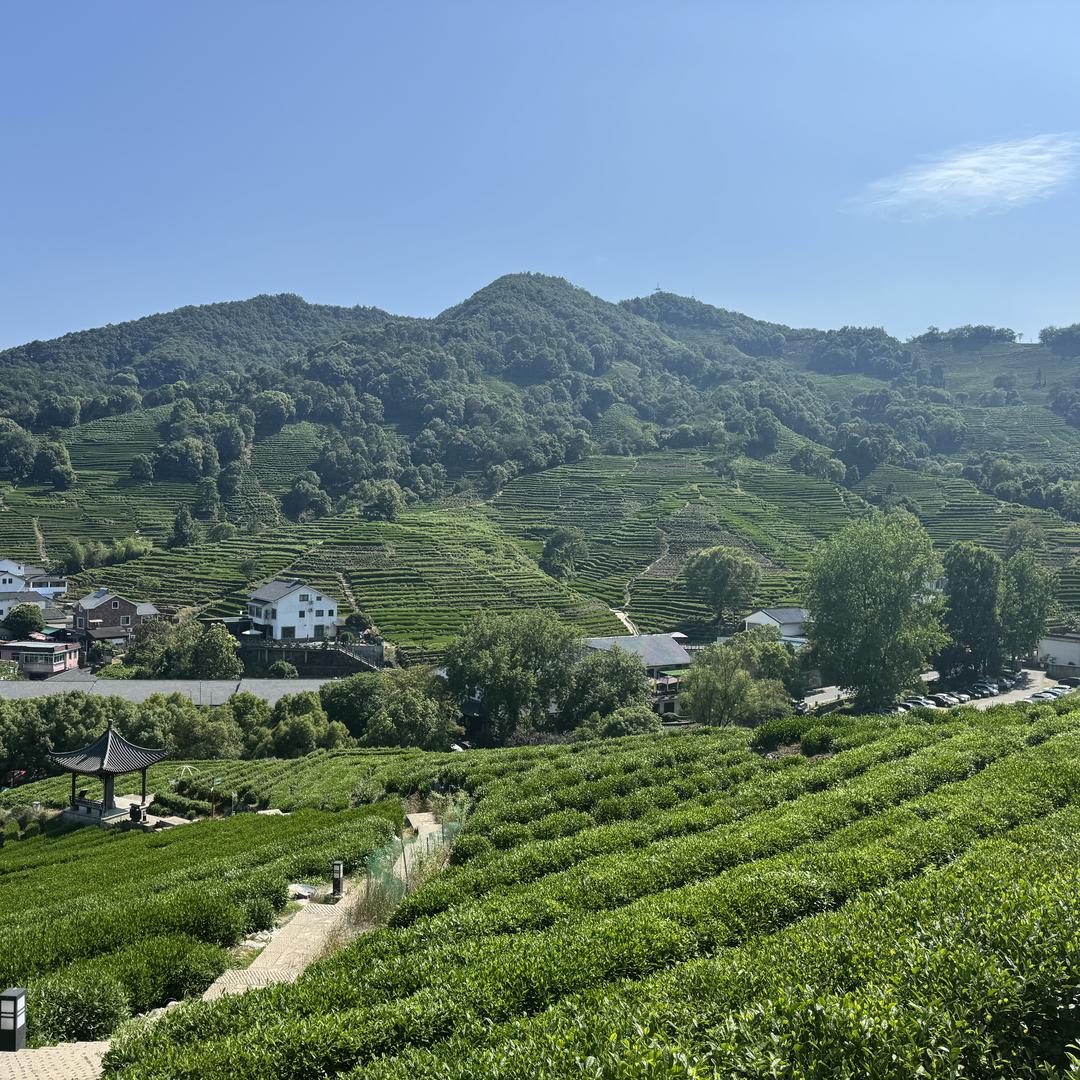 茅粉圈中观自在