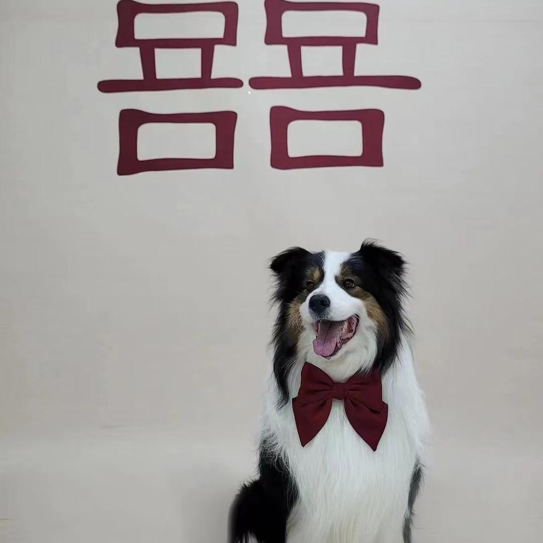 葛老六边牧犬舍