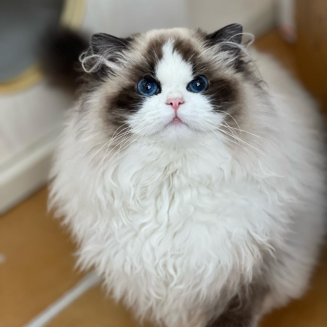 甜馨的布偶猫呀