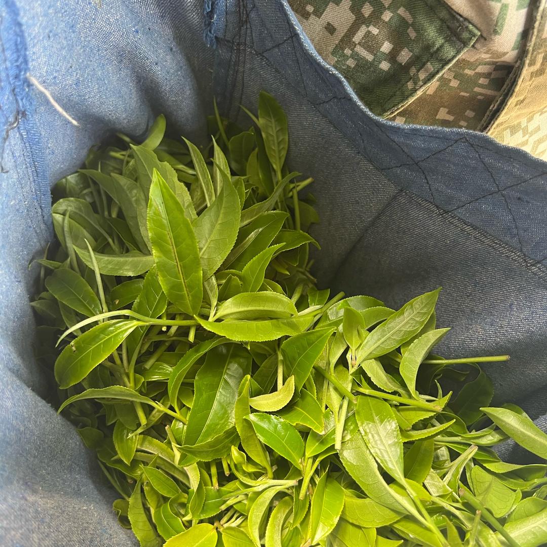 赵稀奇
