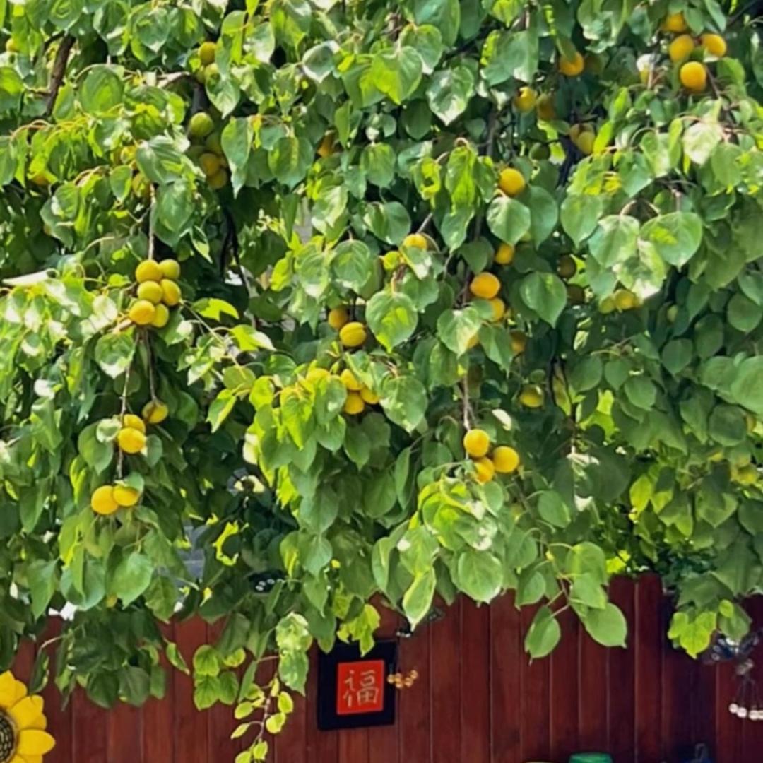 派大星的海绵宝宝、