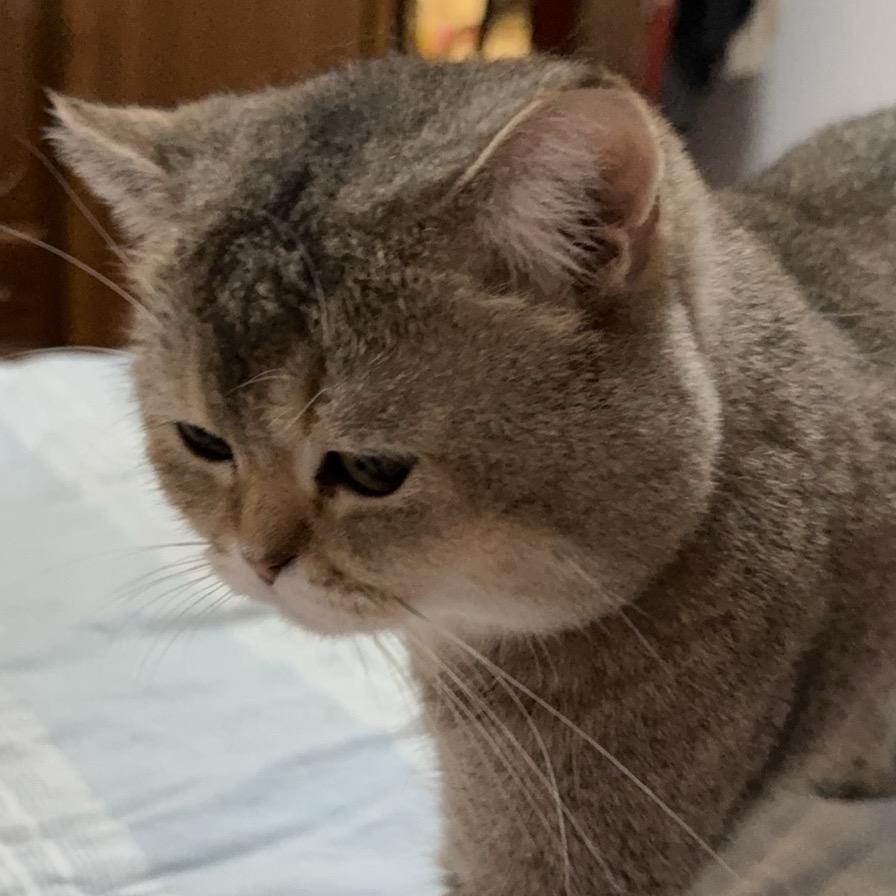 九老板