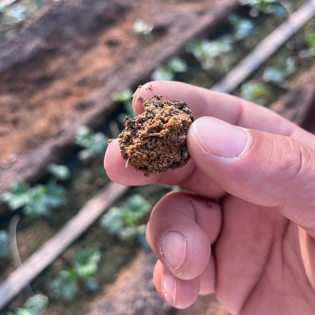 科迪麦®专注土壤健康