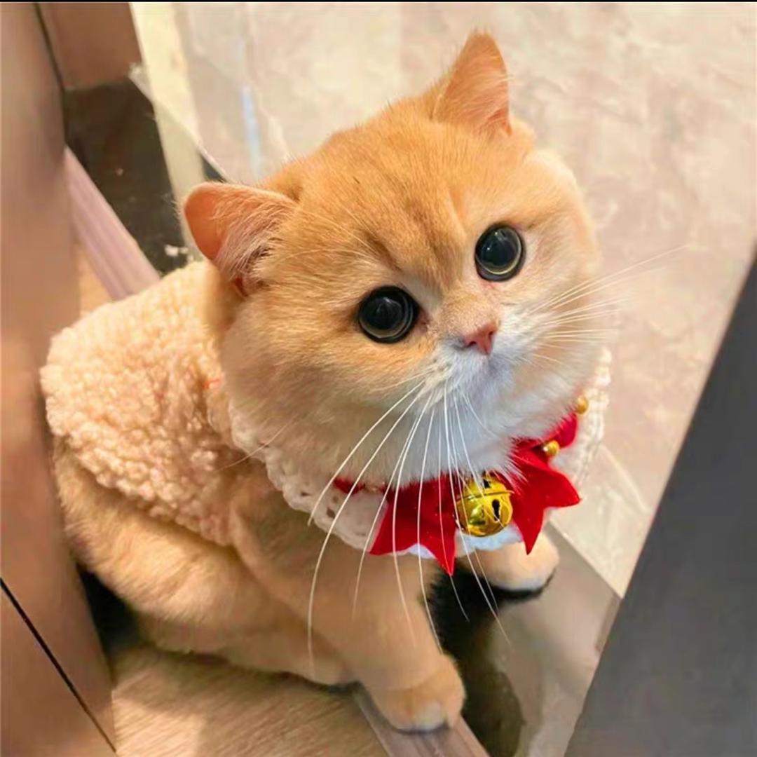 枕、清风头像