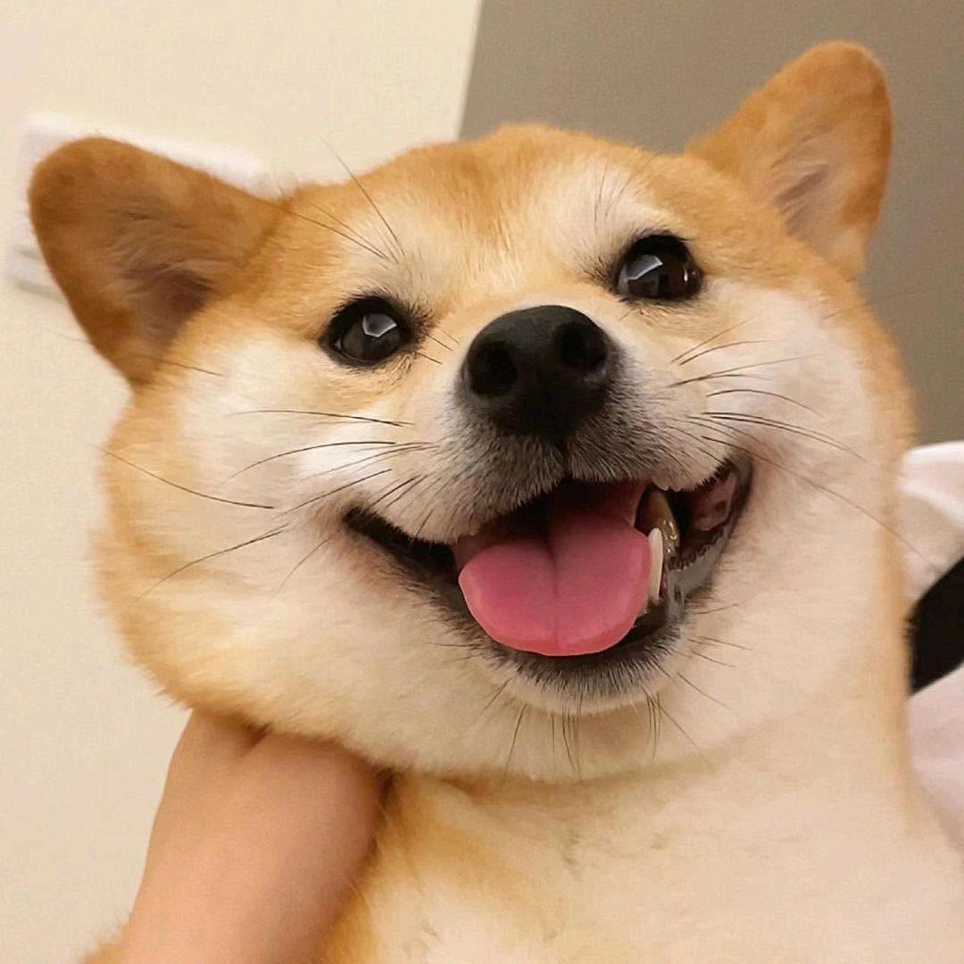 旺汪日记