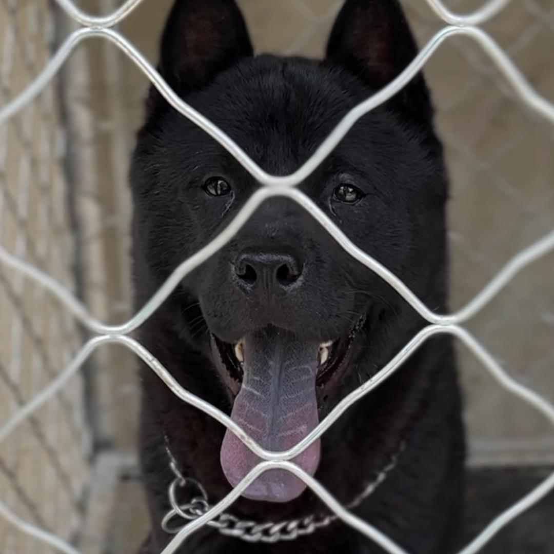 鲁-A中华田园犬-五黑五红