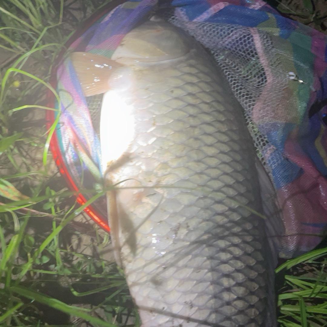 野钓🎣大头