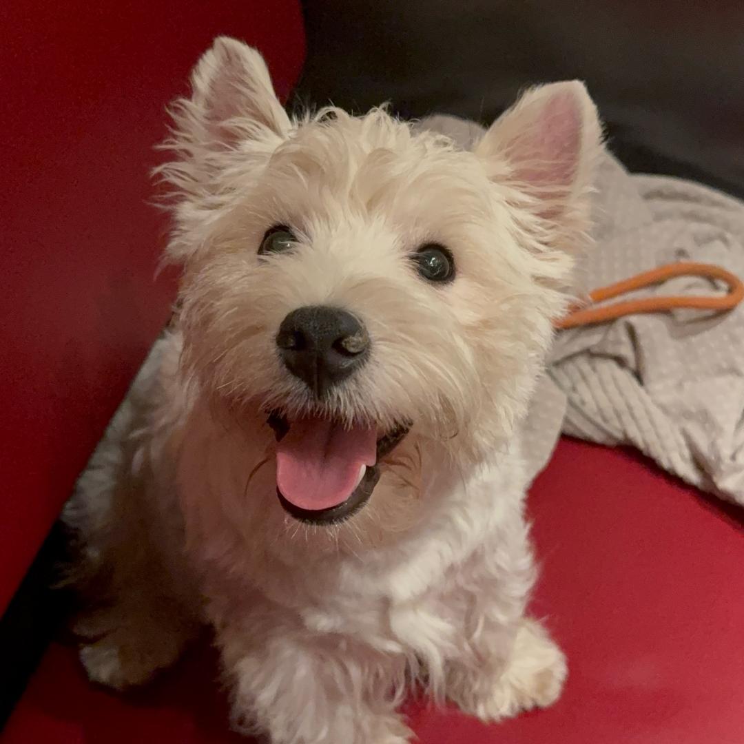 雷霆的萌力星球