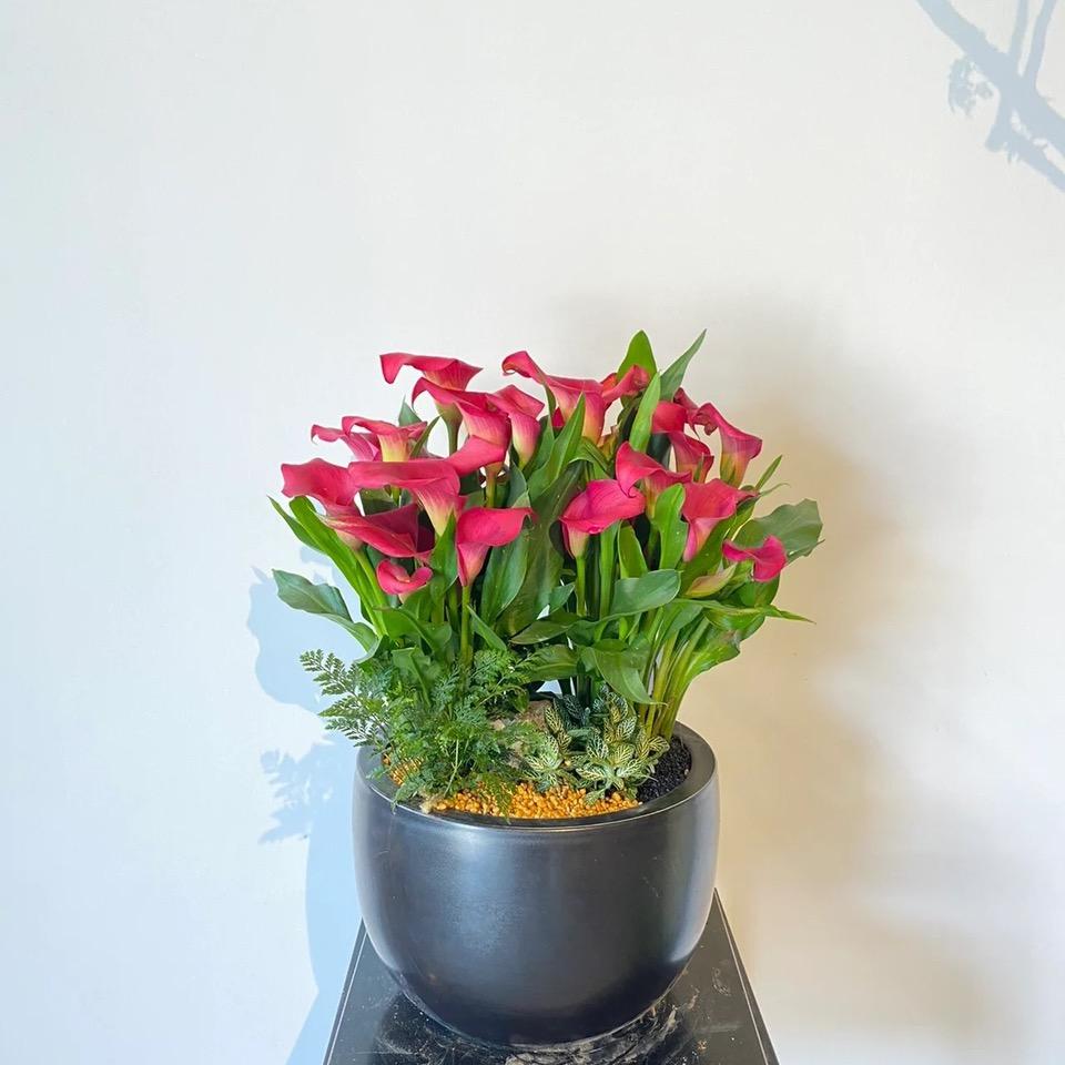 四季花集