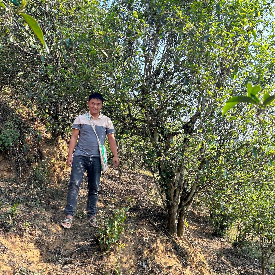 凤庆箐野红茶叶