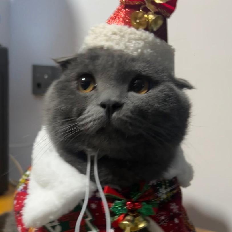 酱香小猫