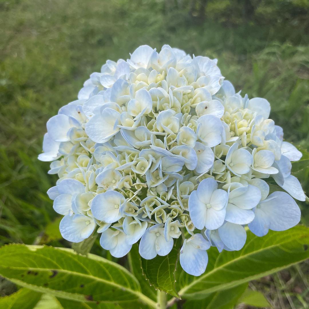 柚子家