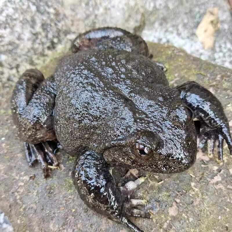 蒙山县德源水产养殖有限公司