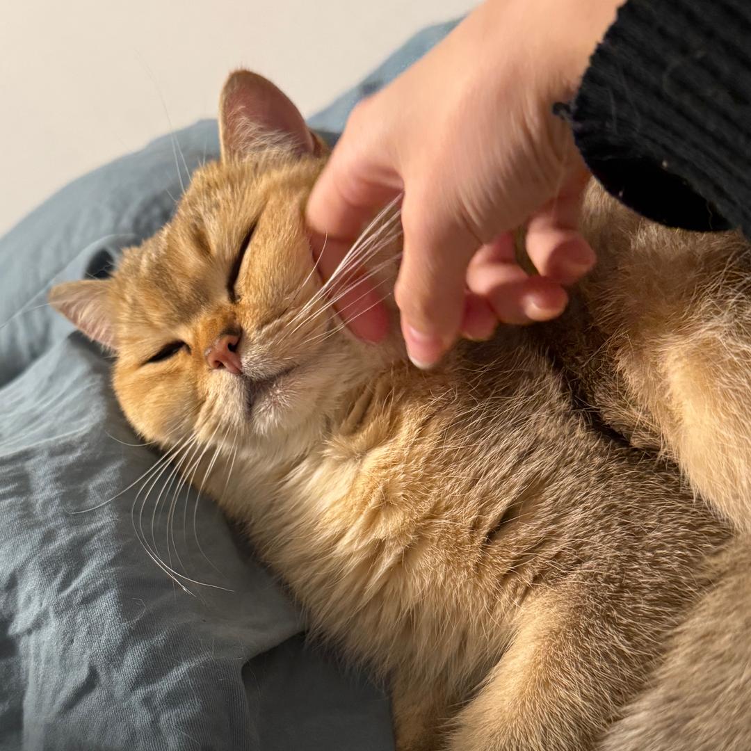 小圆圆（发财版）