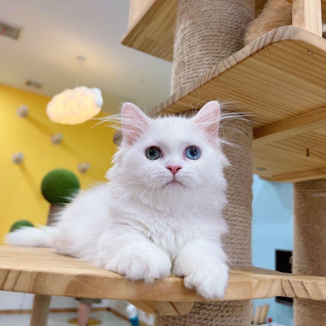 郑州桃酱酱宠物