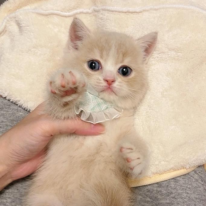 Jellycattery