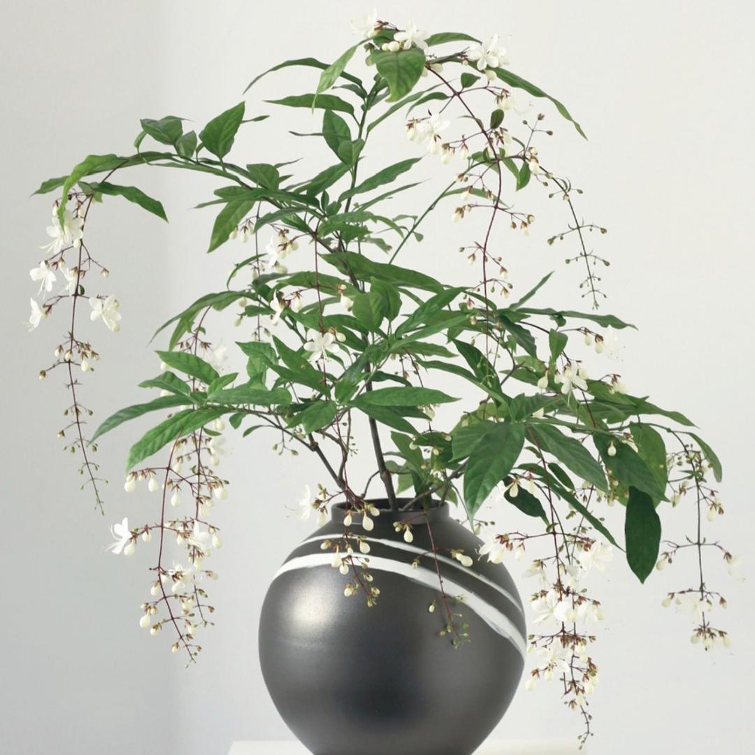 二沐花卉园艺
